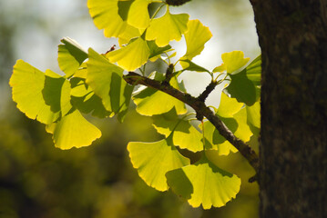 GINKGO BILOBA