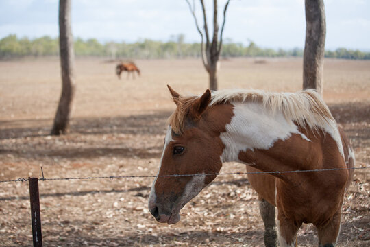 Horse standing near a barbed wire fence in a dry paddock