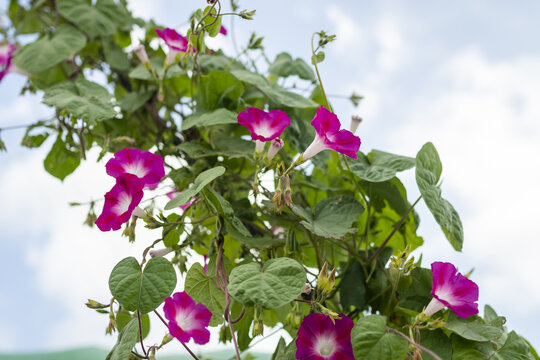 Morning Glory Bush In A Park