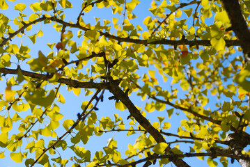 GINKGO BILOBA