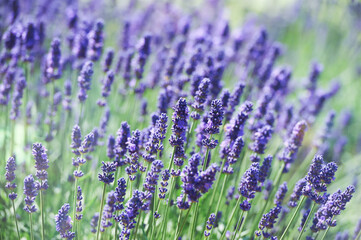 Selective focus on lavender flower. Plant background. Close up. 