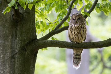 Ural owl (Strix uralensis) in the wild .