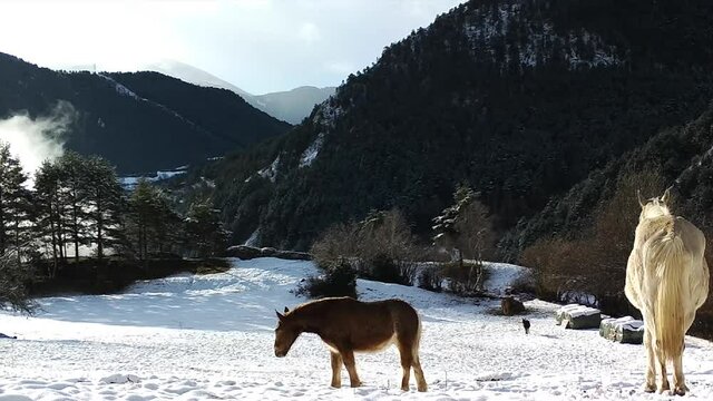 Caballos en un prado alpino nevado con las monta&ntilde;as de fondo