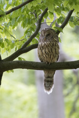 Ural owl (Strix uralensis) in the wild .