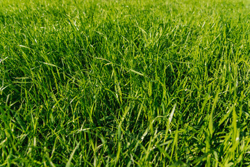 Green grass, close-up. Natural background. The texture of green, juicy grass in the rays of the bright sun.