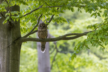 Ural owl (Strix uralensis) in the wild .