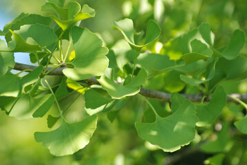 GINKGO BILOBA