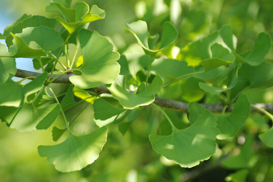 GINKGO BILOBA