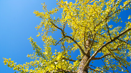 GINKGO BILOBA