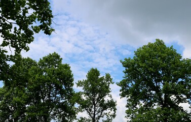 Obraz premium 癒しの緑 初夏 風景