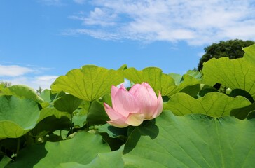 蓮池 空 夏 風景 茨城 Wall Mural Wallpaper Murals Green7