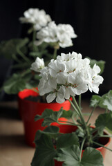 Naklejka na ściany i meble White geranium in a red pot. Growing home plants. Seeds