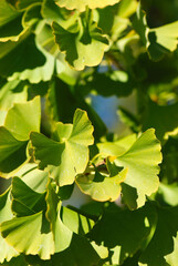 GINKGO BILOBA