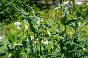 Blooming green pea plants in the vegetable garden
