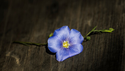 Blue flax flower close-up on an old wooden board, horizontal