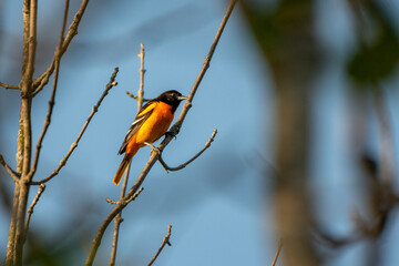 Male Baltimore oriole singing perched on a branch - Michigan