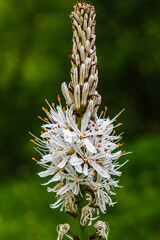 Asphodelus albus. Cluster of flowers of the white asphodel plant.