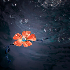 abstract red flower in dark water, an ecological disaster concept