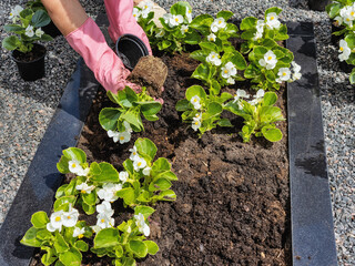 Planted white begonia flowers in summer