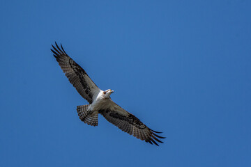 osprey soaring over the Huron river - Michigan