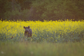 Wild boar ( Sus scrofa ) in wild nature walking in oilseed rape field.