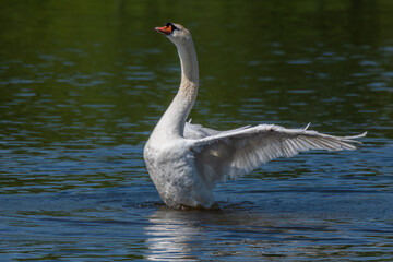 Fototapeta premium Adult male mute swan displaying wings on the Huron River
