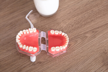 Mouth model and milk
