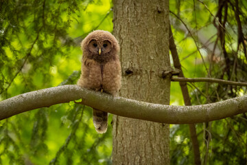 Baby Ural owl (Strix uralensis) in the wild . The Ural owl (Strix uralensis)