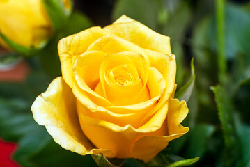 closeup of beautiful yellow rose,macro yellow rosses close-up.Indoors shot.