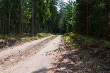 Naklejka premium Spring forest road sunlight view. Road in autumn,spring,summer forest. Spring forest road urban path.