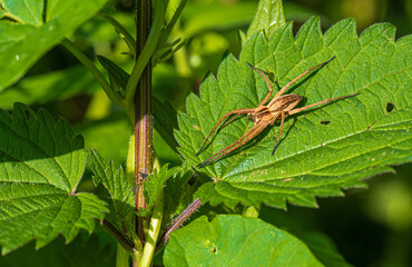 Feldspinne auf einem Blatt