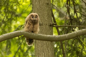Baby Ural owl (Strix uralensis) in the wild . The Ural owl (Strix uralensis)