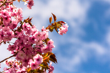 雲の棚引く青空に映える八重桜