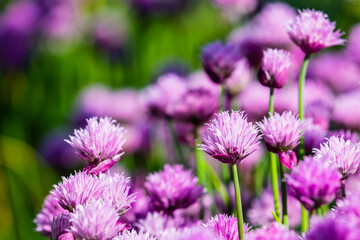 Blooming chives in the garden.