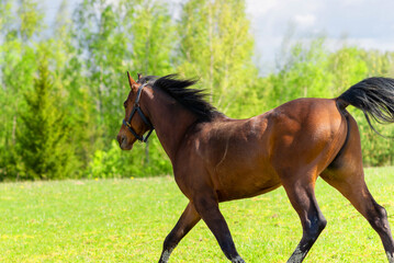 Beautiful brown horse galloping across the field and forest.Purebred horse galloping across green summer ranch