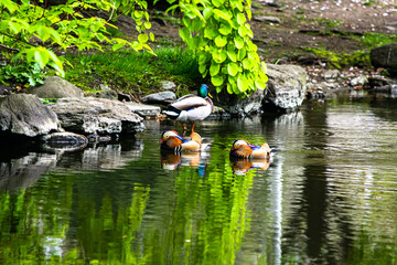 初夏を楽しむおしどり