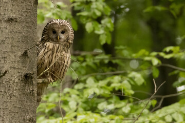 Ural owl (Strix uralensis) in the wild .