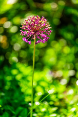 Blooming garlic flower in the garden.