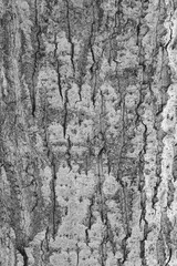 Texture of the bark of an old tree black and white photo
