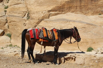 Horse near the entrance to the historic site of Petra, Jordan.