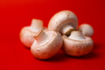 white mushroom mushrooms mushrooms on a red background close-up.