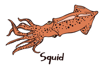 Squid with tentacles. Hand drawn isolated illustration with the inscription on a white background