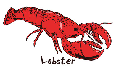 Lobster with claws. Hand drawn isolated illustration with the inscription on a white background