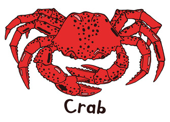 Crab with claws. Top view. Hand drawn isolated illustration with the inscription on a white background