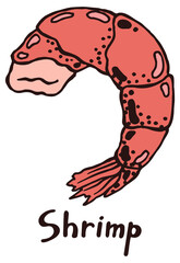 Peeled tail of shrimp with meat. Hand drawn isolated illustration with the inscription on a white background