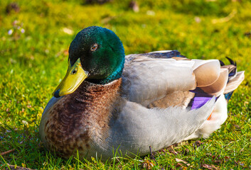 Eine Ente beim morgendlichen Sonnenbad