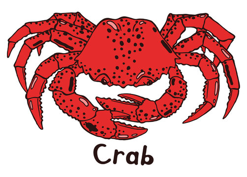 Crab with claws. Top view. Hand drawn isolated illustration with the inscription on a white background