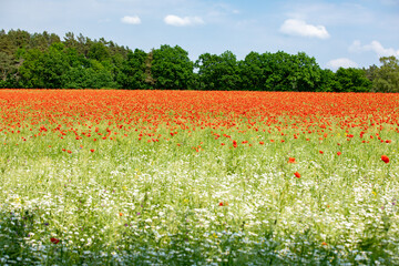 Mohnblumen-Feld