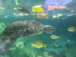 Obraz premium Turtle swimming with tropical fish