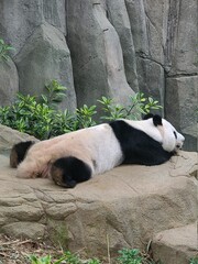 Panda lying lazily from the back